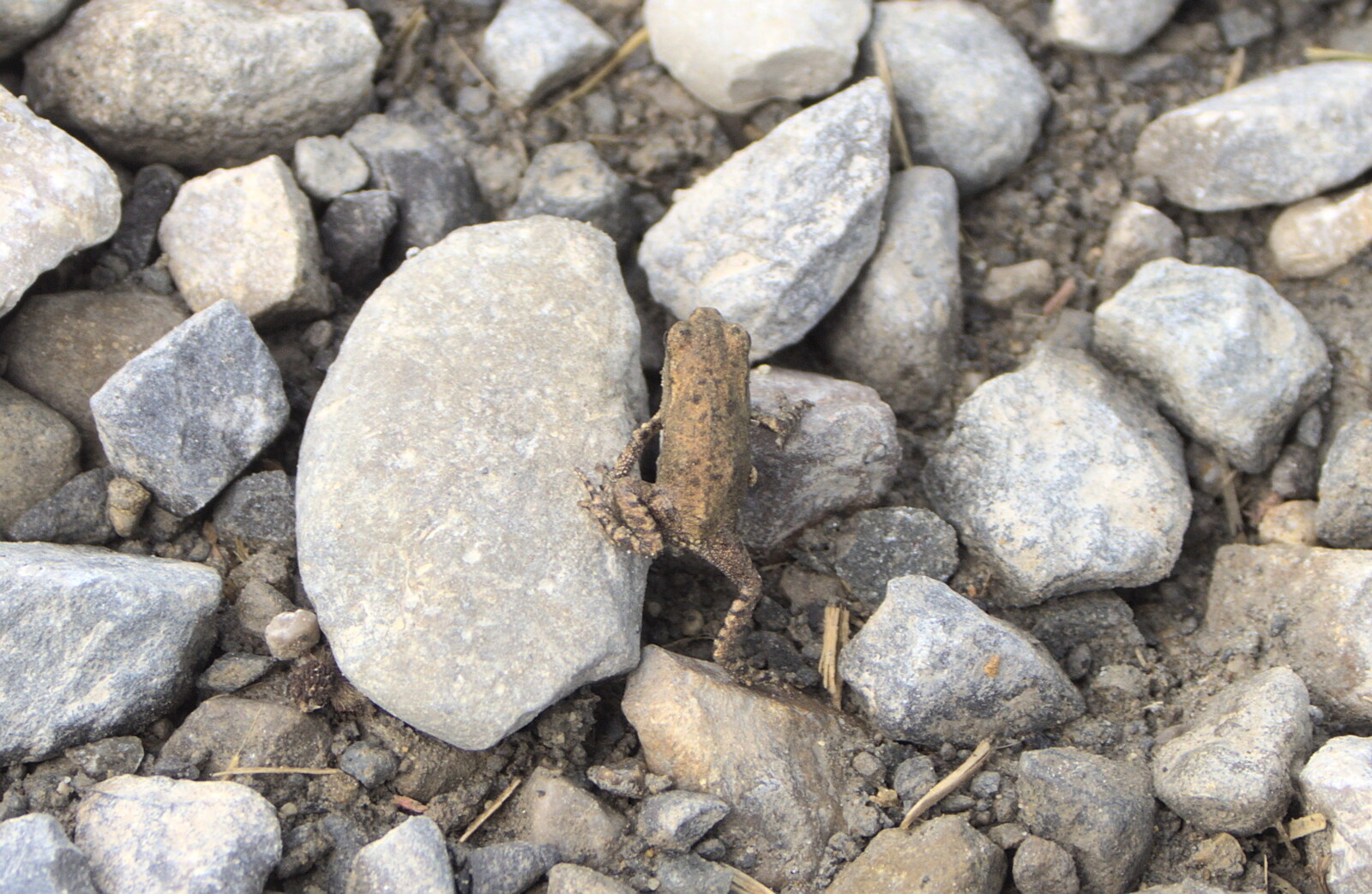 A Tuscan Winery and a Trip to Siena, Tuscany, Italy - 10th June 2013: We spot loads of toadlets on the ground