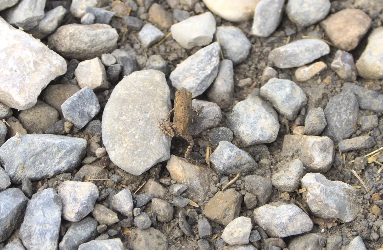 We spot loads of toadlets on the ground, from A Tuscan Winery and a Trip to Siena, Tuscany, Italy - 10th June 2013