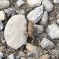 2013 We spot loads of toadlets on the ground