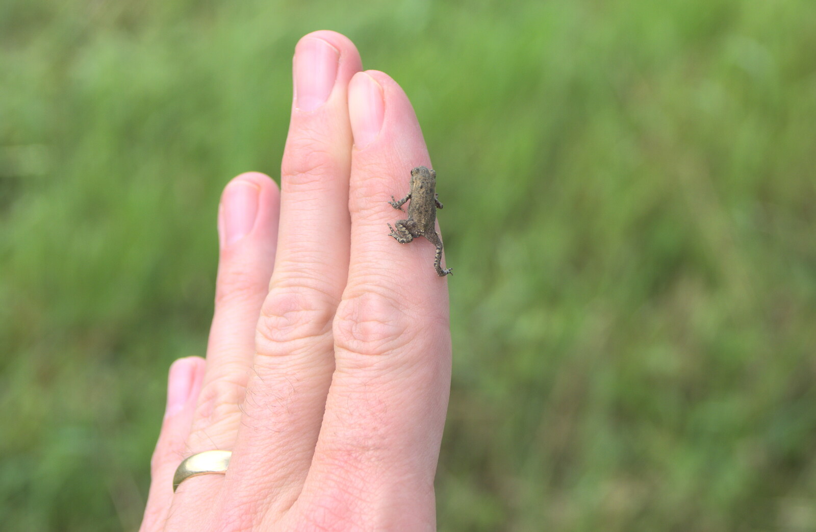 A Tuscan Winery and a Trip to Siena, Tuscany, Italy - 10th June 2013: Hundreds of tiny toadlets hop around on the drive