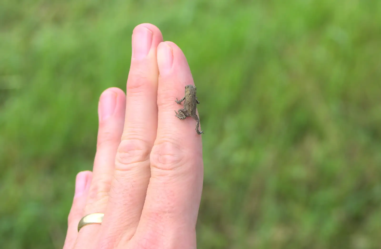 Hundreds of tiny toadlets hop around on the drive, from A Tuscan Winery and a Trip to Siena, Tuscany, Italy - 10th June 2013