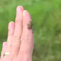 Hundreds of tiny toadlets hop around on the drive, A Tuscan Winery and a Trip to Siena, Tuscany, Italy - 10th June 2013