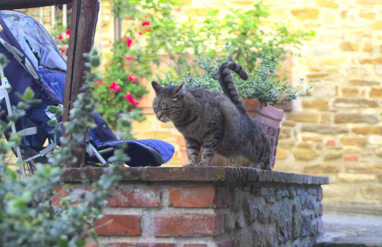 A stripey cat has a stretch, from A Tuscan Winery and a Trip to Siena, Tuscany, Italy - 10th June 2013