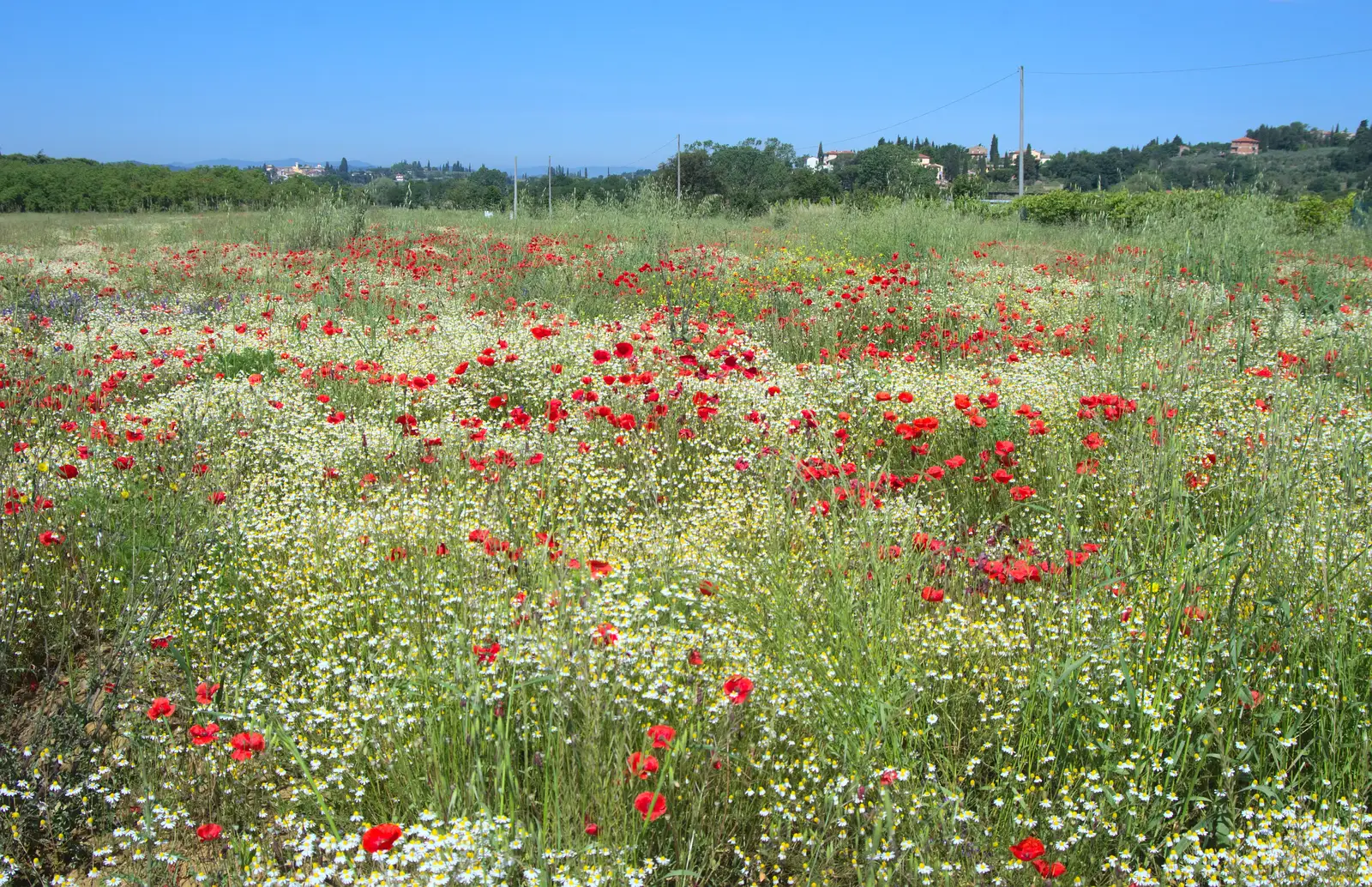 It's poppy season in Tuscany, from Italian Weddings, Saracens and Swimming Pools, Arezzo, Tuscany - 12th June 2013