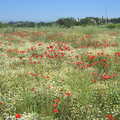 Italian Weddings, Saracens and Swimming Pools, Arezzo, Tuscany - 12th June 2013, Poppies and white flowers