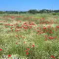 It's poppy season in Tuscany, Italian Weddings, Saracens and Swimming Pools, Arezzo, Tuscany - 12th June 2013