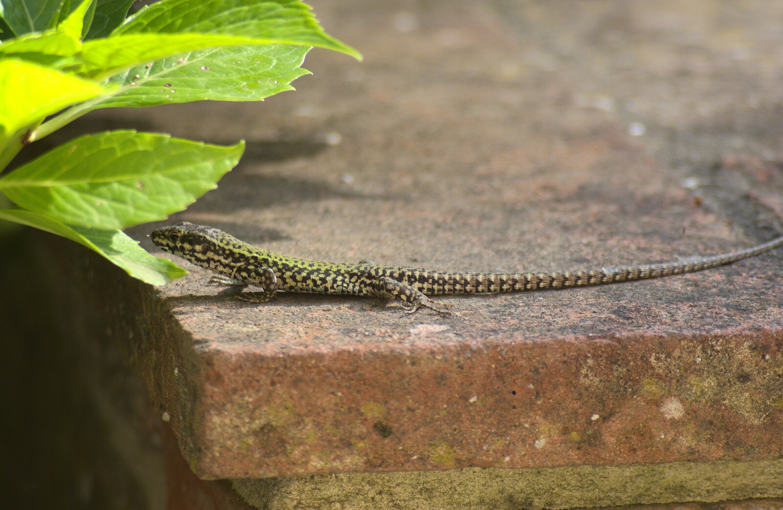 The endless amusement of seeing actual lizards from La Verna Monastery and the Fireflies of Tuscany, Italy - 14th June 2013