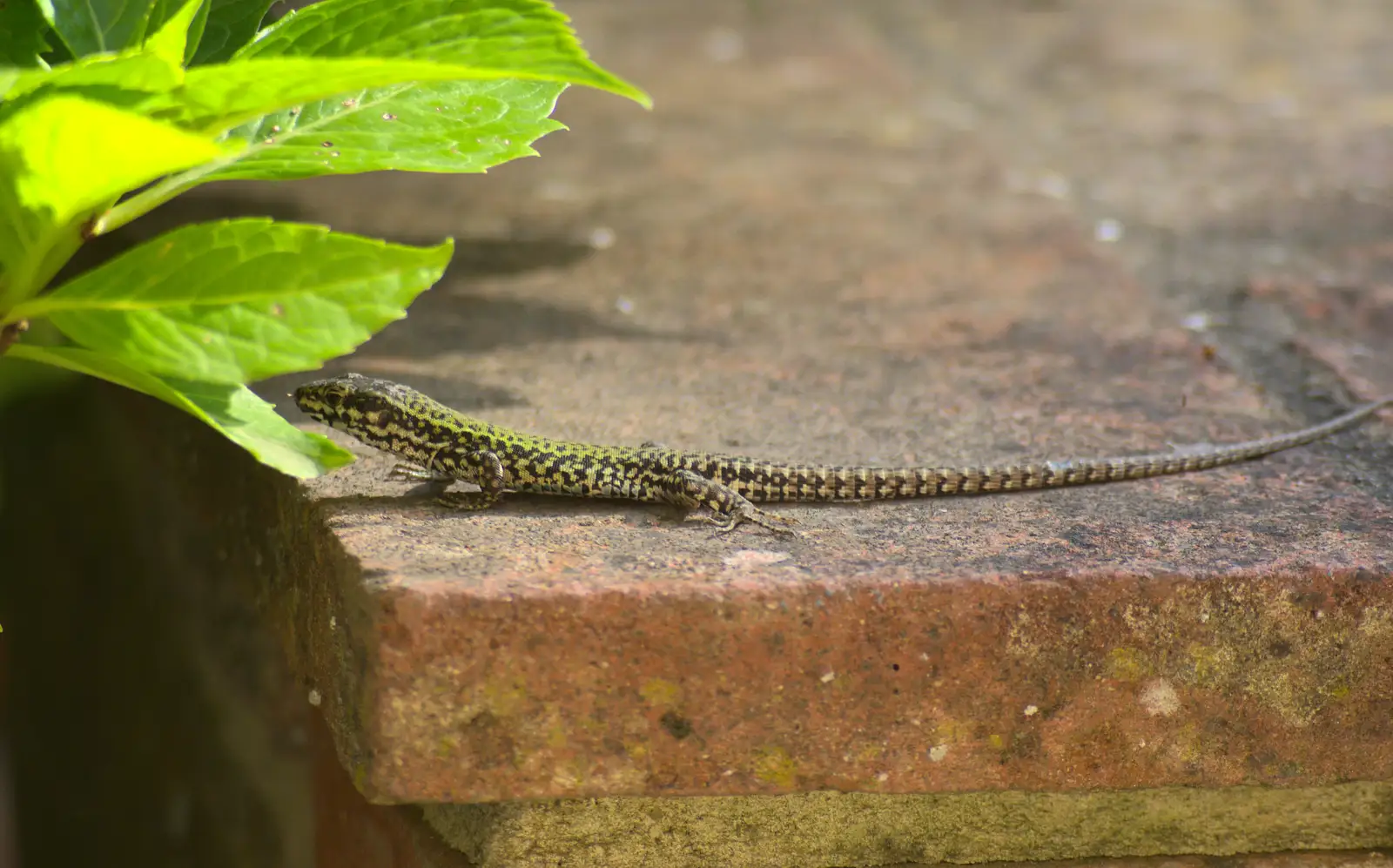 The endless amusement of seeing actual lizards, from La Verna Monastery and the Fireflies of Tuscany, Italy - 14th June 2013