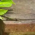 The endless amusement of seeing actual lizards, La Verna Monastery and the Fireflies of Tuscany, Italy - 14th June 2013