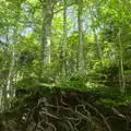 A tree's roots dangle in the air, La Verna Monastery and the Fireflies of Tuscany, Italy - 14th June 2013