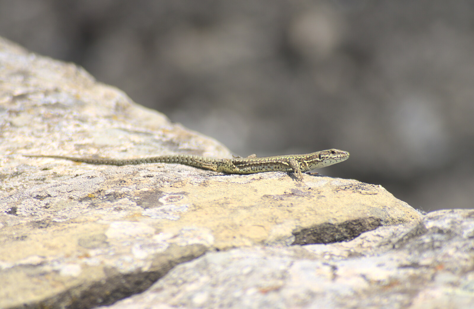 Another lizard scurries about from La Verna Monastery and the Fireflies of Tuscany, Italy - 14th June 2013
