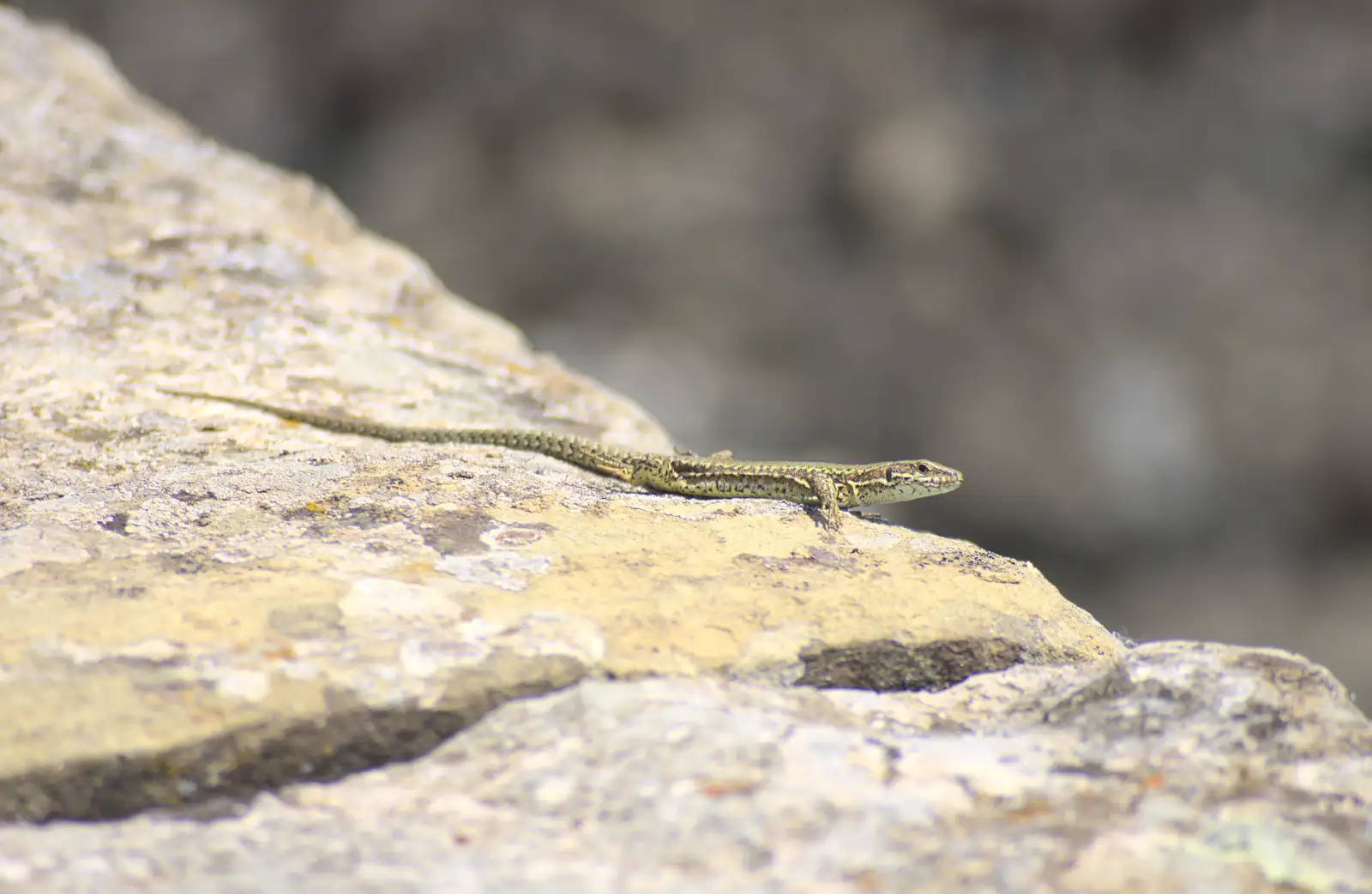 Another lizard scurries about, from La Verna Monastery and the Fireflies of Tuscany, Italy - 14th June 2013