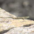 Another lizard scurries about, La Verna Monastery and the Fireflies of Tuscany, Italy - 14th June 2013