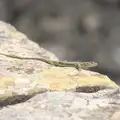 Another lizard scurries about, La Verna Monastery and the Fireflies of Tuscany, Italy - 14th June 2013