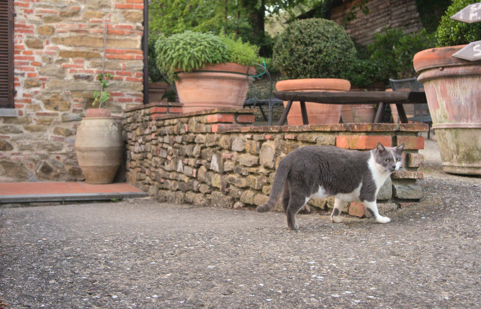 A cat gives the hairy eyeball from La Verna Monastery and the Fireflies of Tuscany, Italy - 14th June 2013