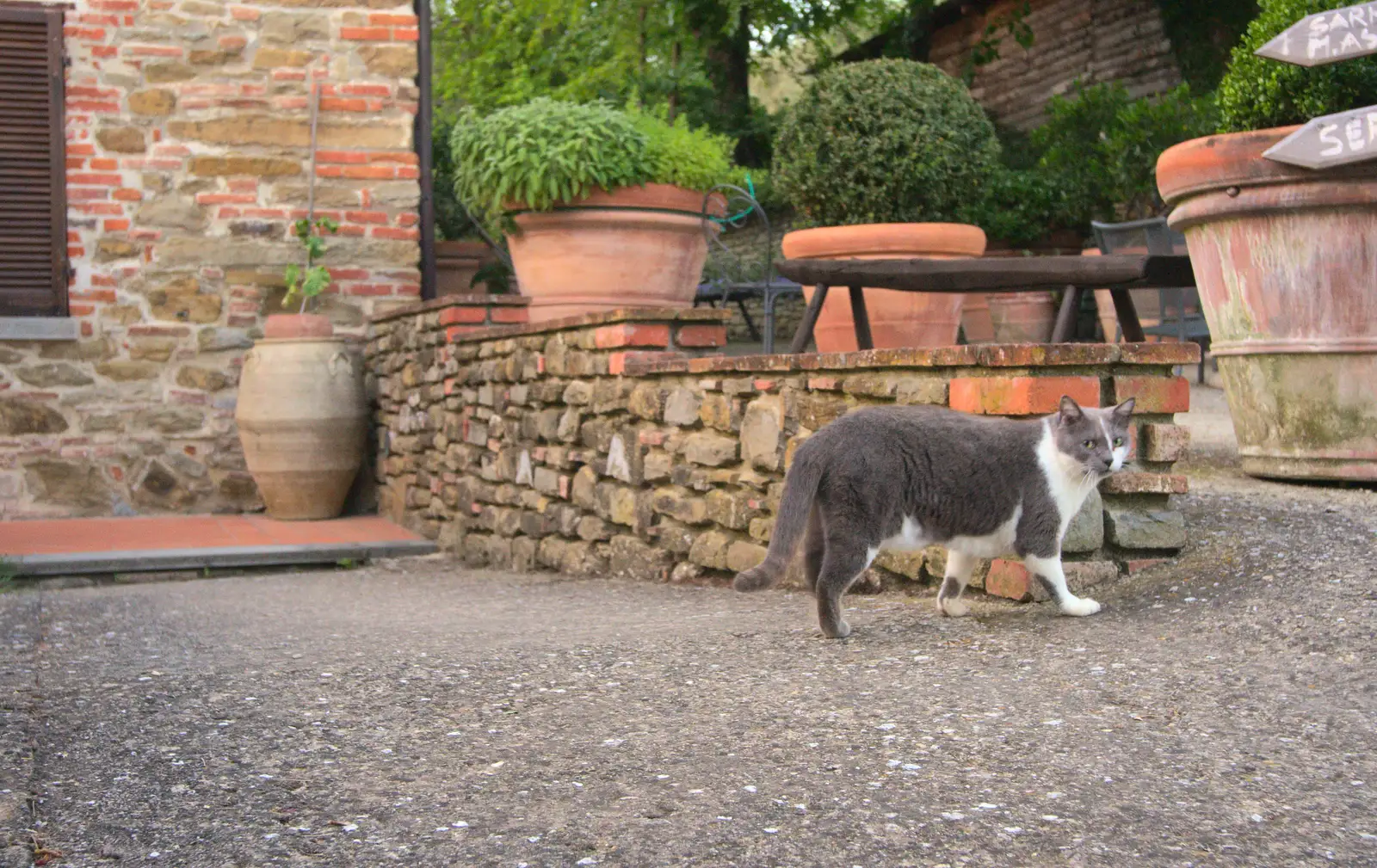 A cat gives the hairy eyeball, from La Verna Monastery and the Fireflies of Tuscany, Italy - 14th June 2013