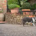 A cat gives the hairy eyeball, La Verna Monastery and the Fireflies of Tuscany, Italy - 14th June 2013