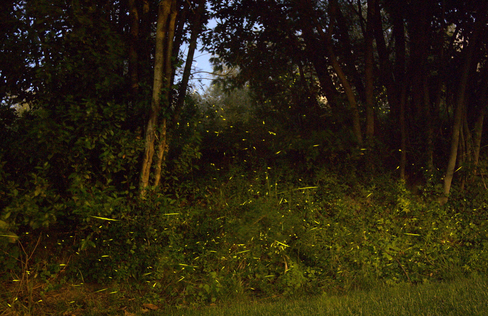 Each green dot or streak is a firefly from La Verna Monastery and the Fireflies of Tuscany, Italy - 14th June 2013