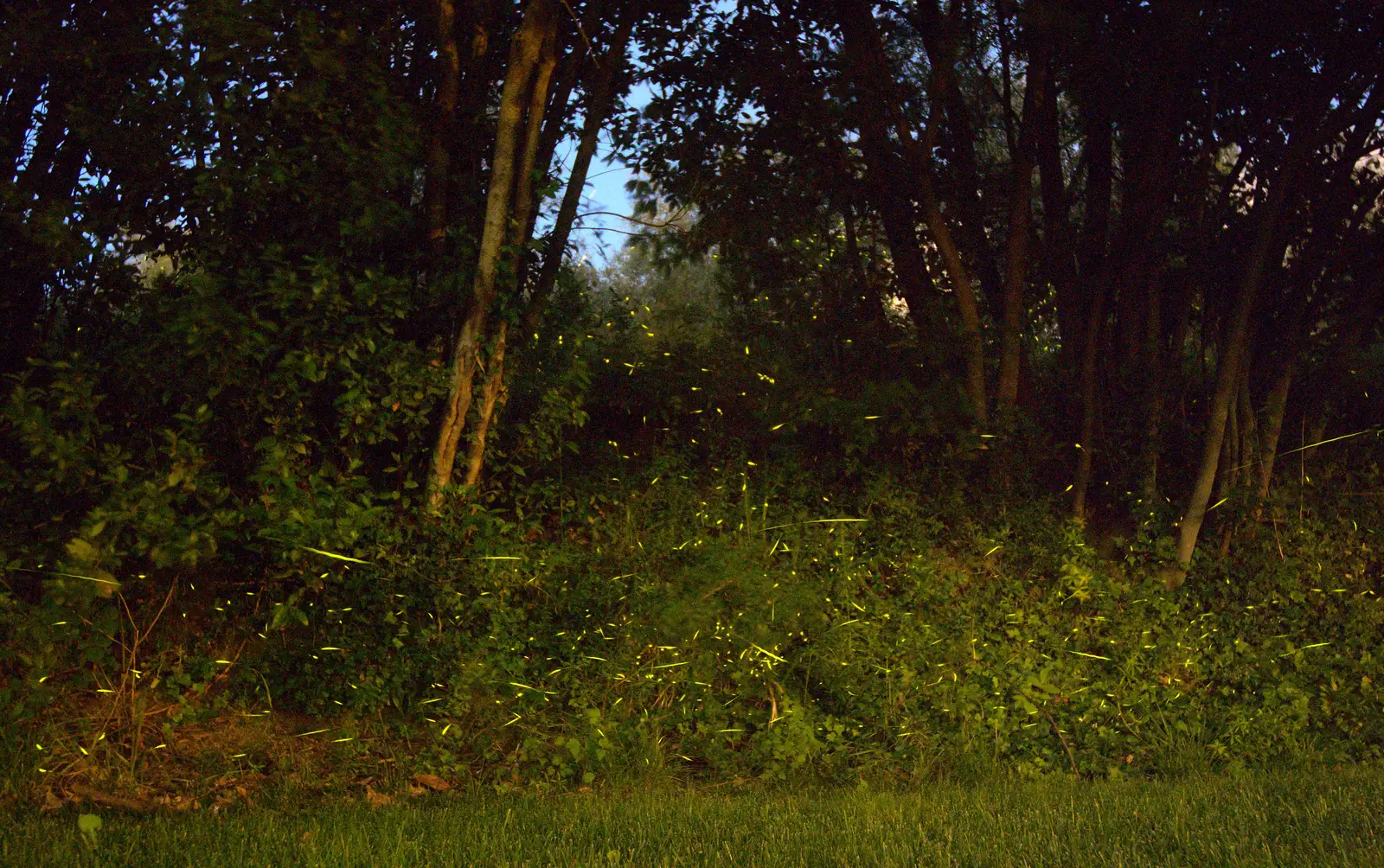 Each green dot or streak is a firefly, from La Verna Monastery and the Fireflies of Tuscany, Italy - 14th June 2013