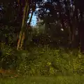 Each green dot or streak is a firefly, La Verna Monastery and the Fireflies of Tuscany, Italy - 14th June 2013