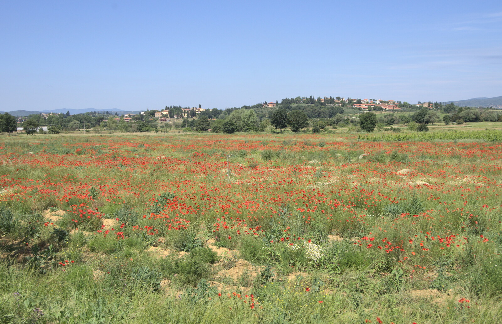 More poppies of Tuscany from La Verna Monastery and the Fireflies of Tuscany, Italy - 14th June 2013