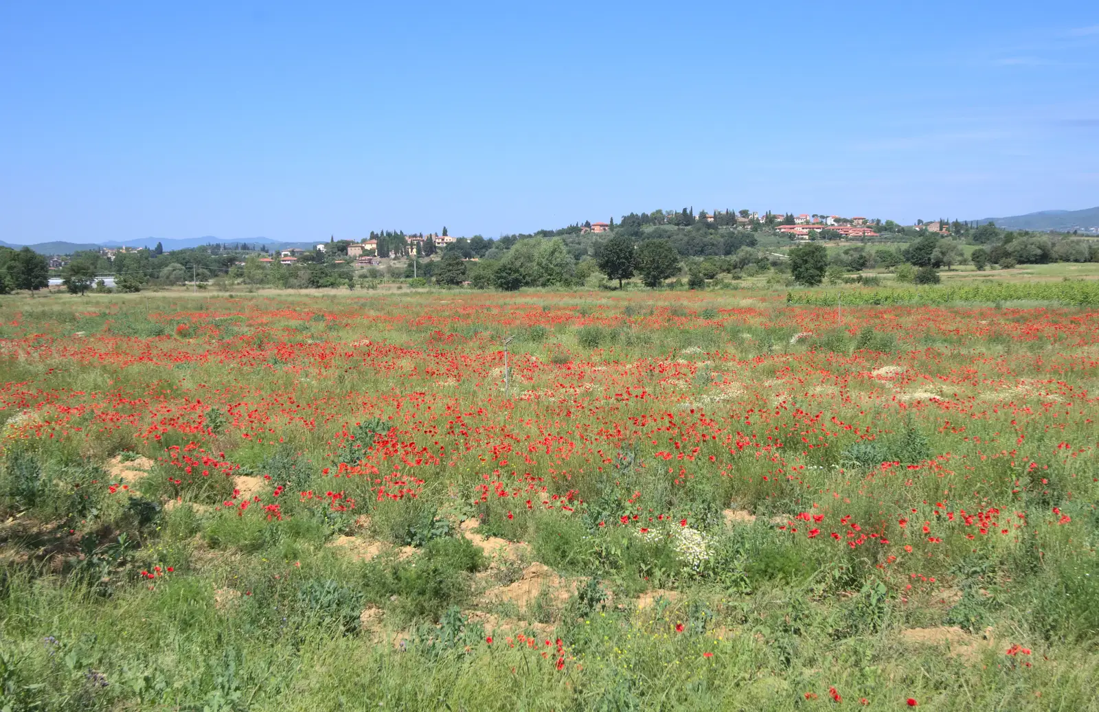 More poppies of Tuscany, from La Verna Monastery and the Fireflies of Tuscany, Italy - 14th June 2013