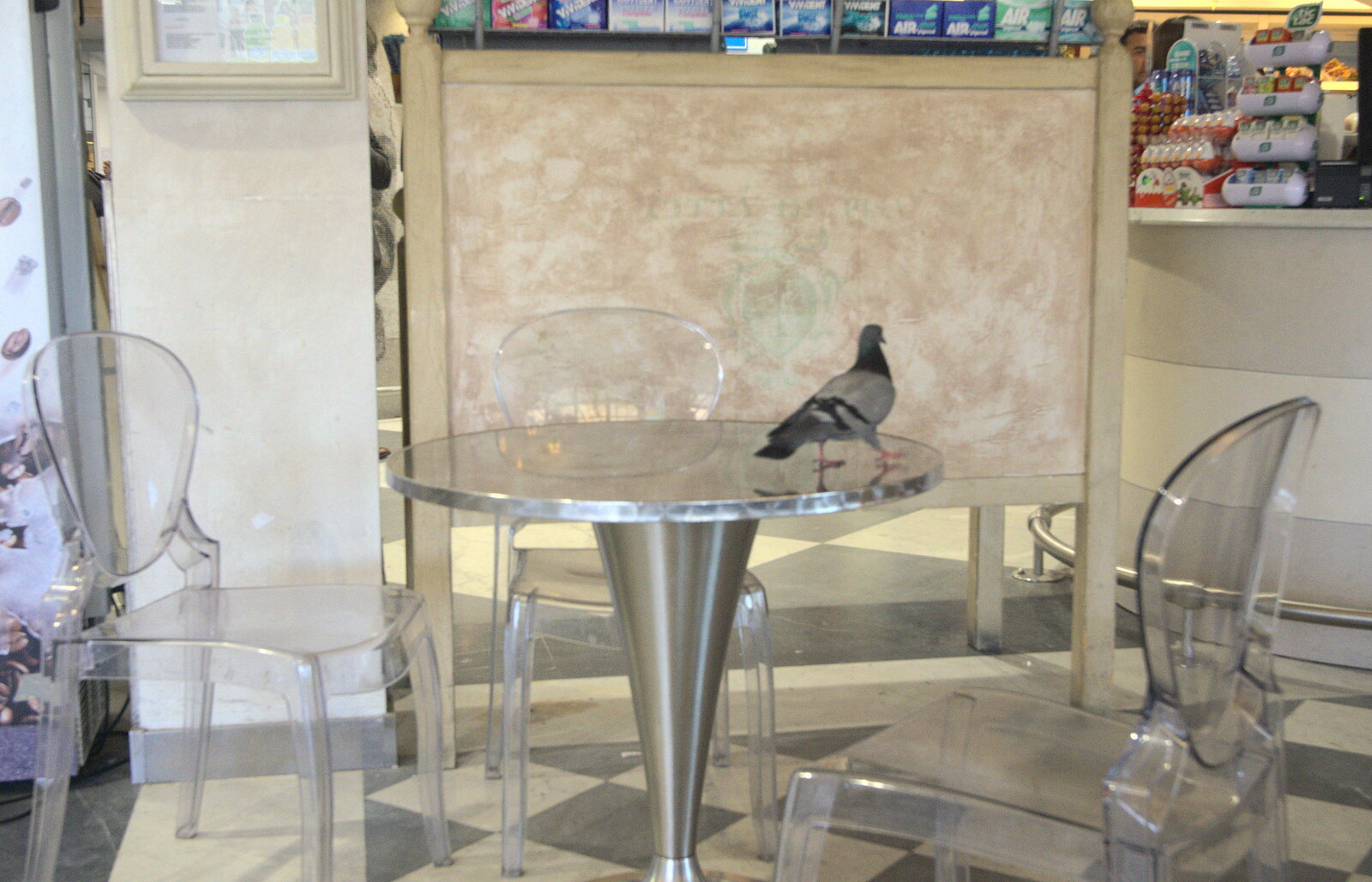 There's a pigeon in the actual café from La Verna Monastery and the Fireflies of Tuscany, Italy - 14th June 2013