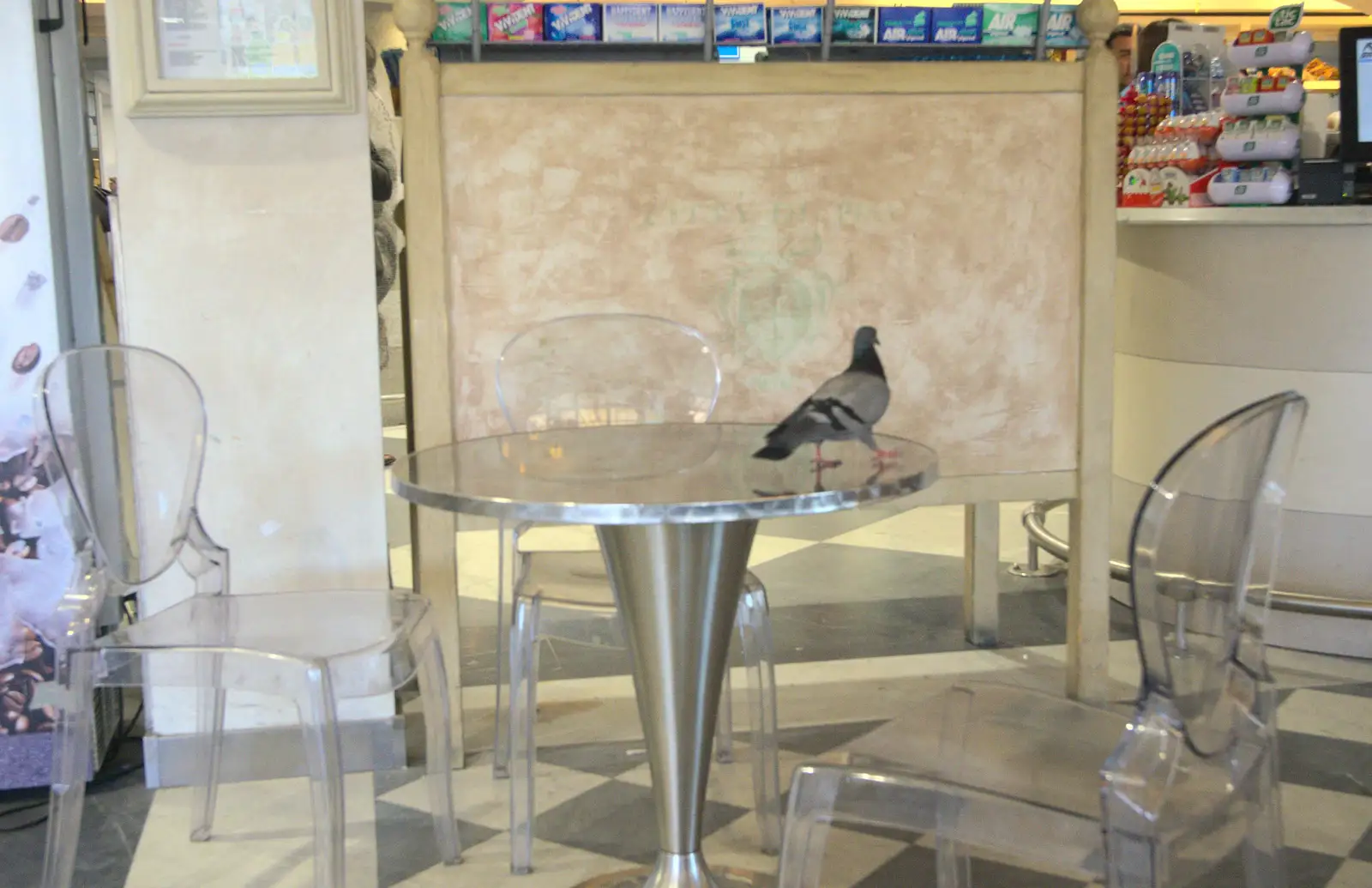 There's a pigeon in the actual café, from La Verna Monastery and the Fireflies of Tuscany, Italy - 14th June 2013