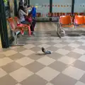 A pigeon waits at Gate 9 for something to happen, La Verna Monastery and the Fireflies of Tuscany, Italy - 14th June 2013