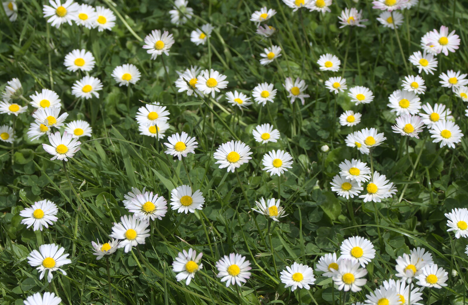 Daisies in the lawn from La Verna Monastery and the Fireflies of Tuscany, Italy - 14th June 2013