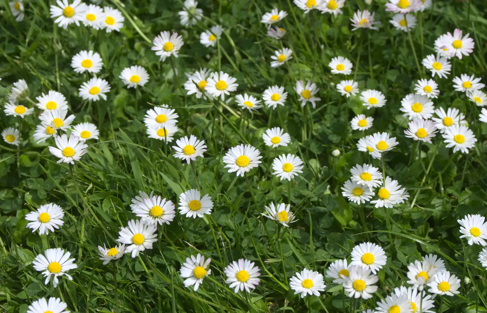 Daisies in the lawn, from La Verna Monastery and the Fireflies of Tuscany, Italy - 14th June 2013