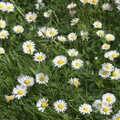 Daisies in the lawn, La Verna Monastery and the Fireflies of Tuscany, Italy - 14th June 2013