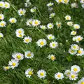 Daisies in the lawn, La Verna Monastery and the Fireflies of Tuscany, Italy - 14th June 2013