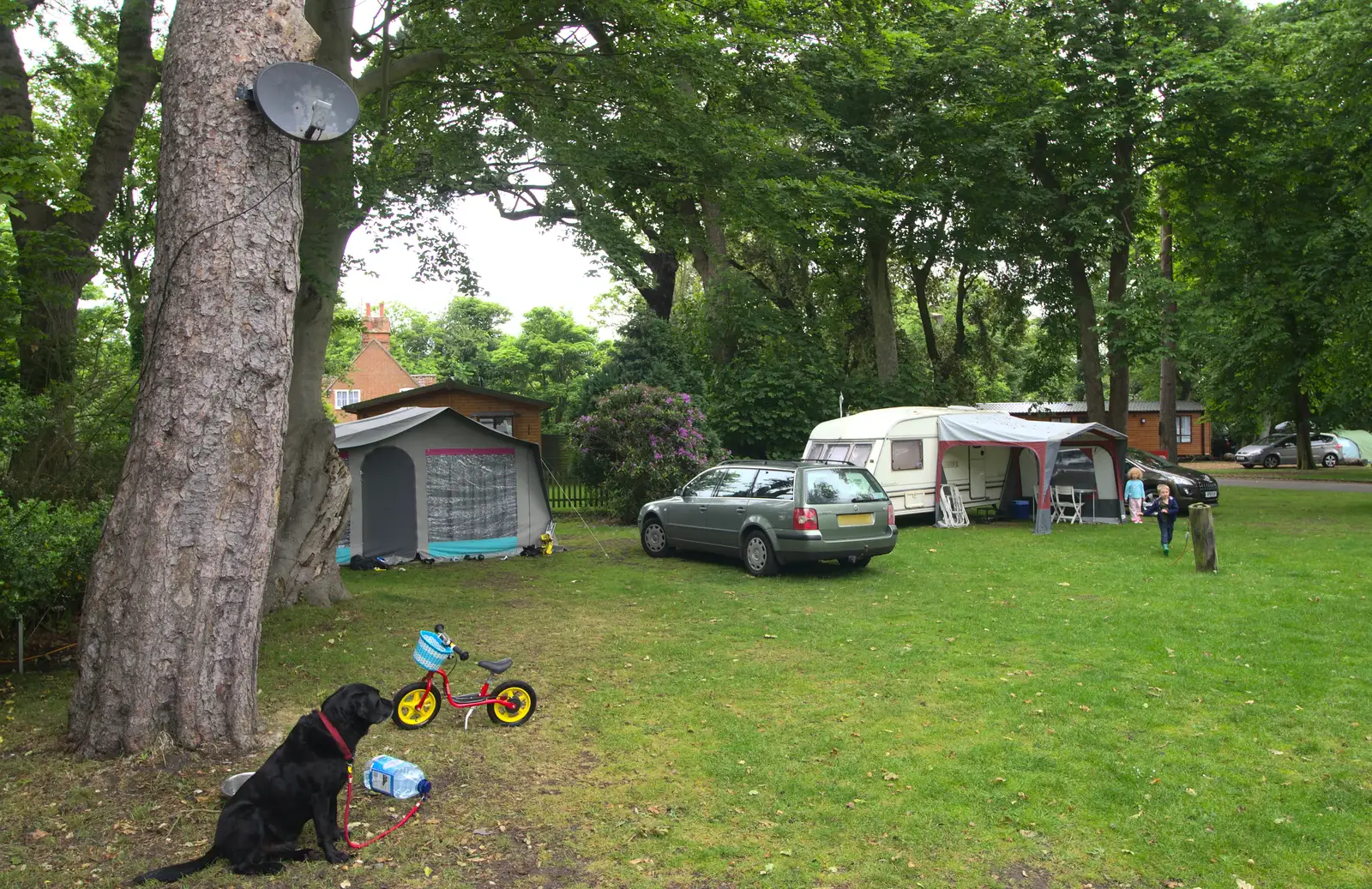 Billy the Labrador looks a bit glum, from Petrol Station Destruction, and a Cliff House Camping Trip, Southwark and Dunwich, Suffolk - 30th June 2013