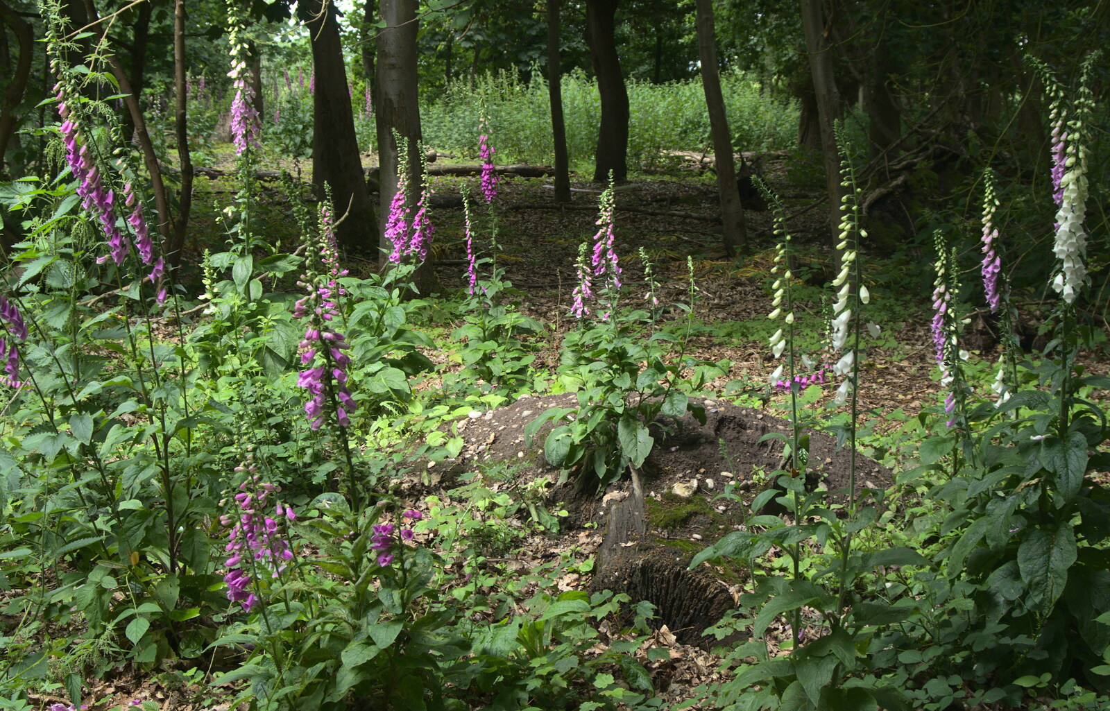 A cluster of Foxgloves from Petrol Station Destruction, and a Cliff House Camping Trip, Southwark and Dunwich, Suffolk - 30th June 2013