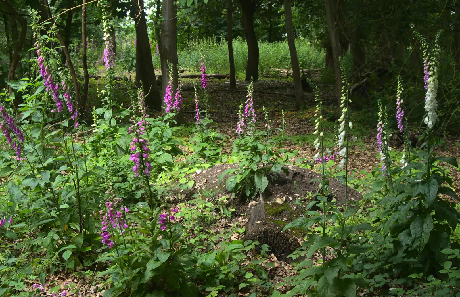 A cluster of Foxgloves, from Petrol Station Destruction, and a Cliff House Camping Trip, Southwark and Dunwich, Suffolk - 30th June 2013