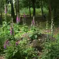 A cluster of Foxgloves, Petrol Station Destruction, and a Cliff House Camping Trip, Southwark and Dunwich, Suffolk - 30th June 2013