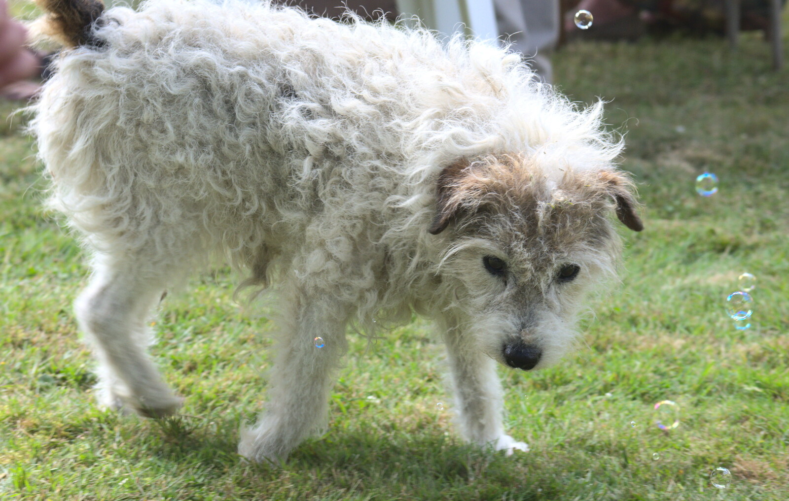 A wooly dog roams around from Marconi's Demolition and Brome Village Fete, Chelmsford and Brome, Suffolk - 6th July 2013