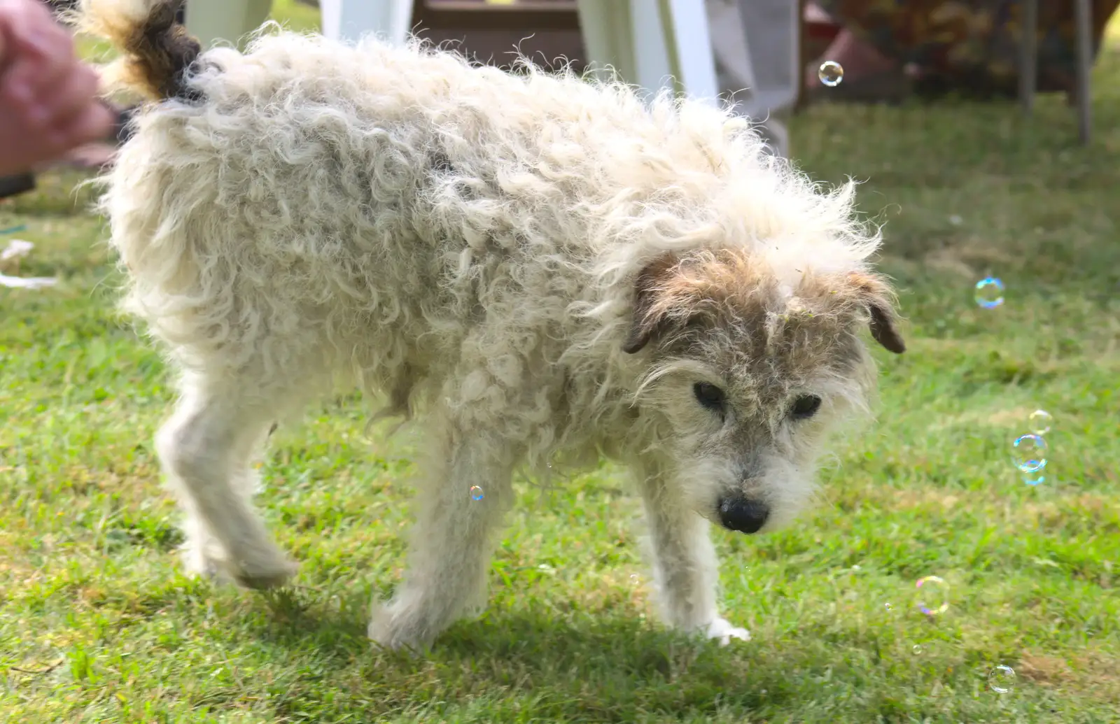 A wooly dog roams around, from Marconi's Demolition and Brome Village Fete, Chelmsford and Brome, Suffolk - 6th July 2013