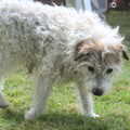 A wooly dog roams around, Marconi's Demolition and Brome Village Fete, Chelmsford and Brome, Suffolk - 6th July 2013