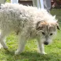 A wooly dog roams around, Marconi's Demolition and Brome Village Fete, Chelmsford and Brome, Suffolk - 6th July 2013