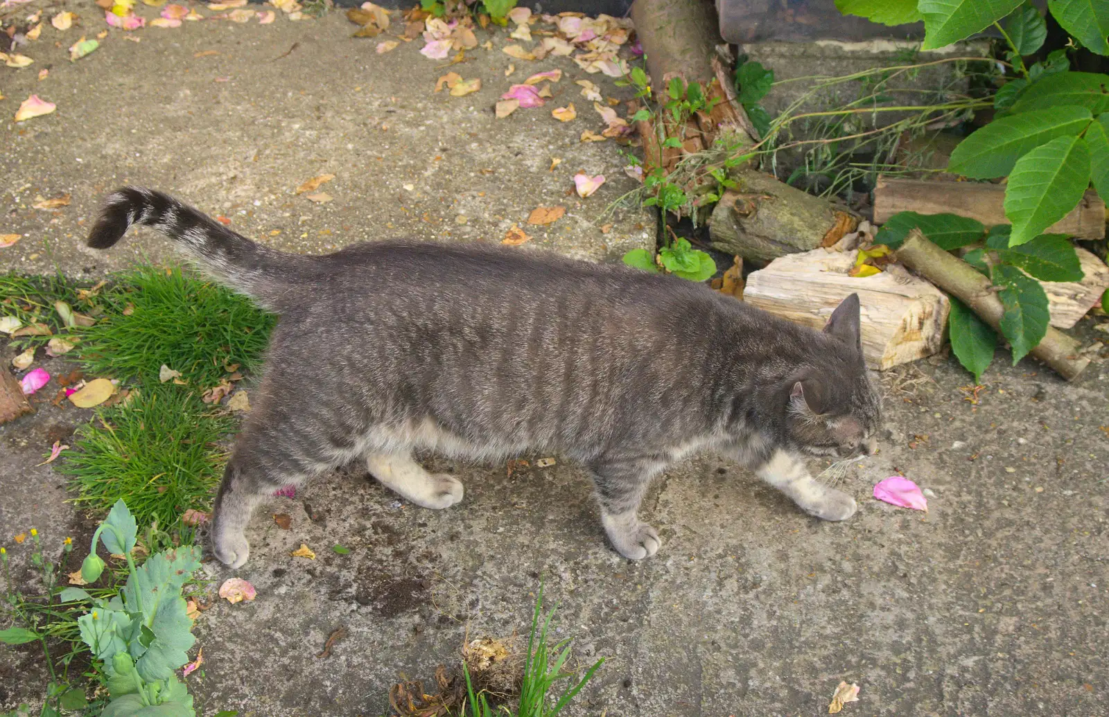 Boris - Stripey Cat - strolls around, from The BSCC at Pulham Crown, and Grandad with a Grinder, Brome, Suffolk - 11th July 2013