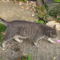 Boris - Stripey Cat - strolls around, The BSCC at Pulham Crown, and Grandad with a Grinder, Brome, Suffolk - 11th July 2013