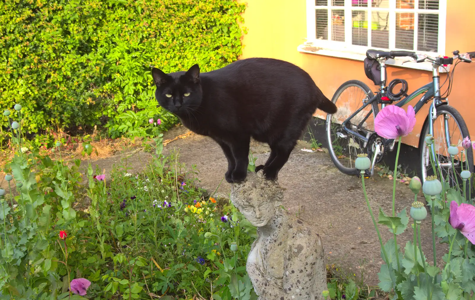 Millie the Mooch perches on a statue, from The BSCC at Pulham Crown, and Grandad with a Grinder, Brome, Suffolk - 11th July 2013