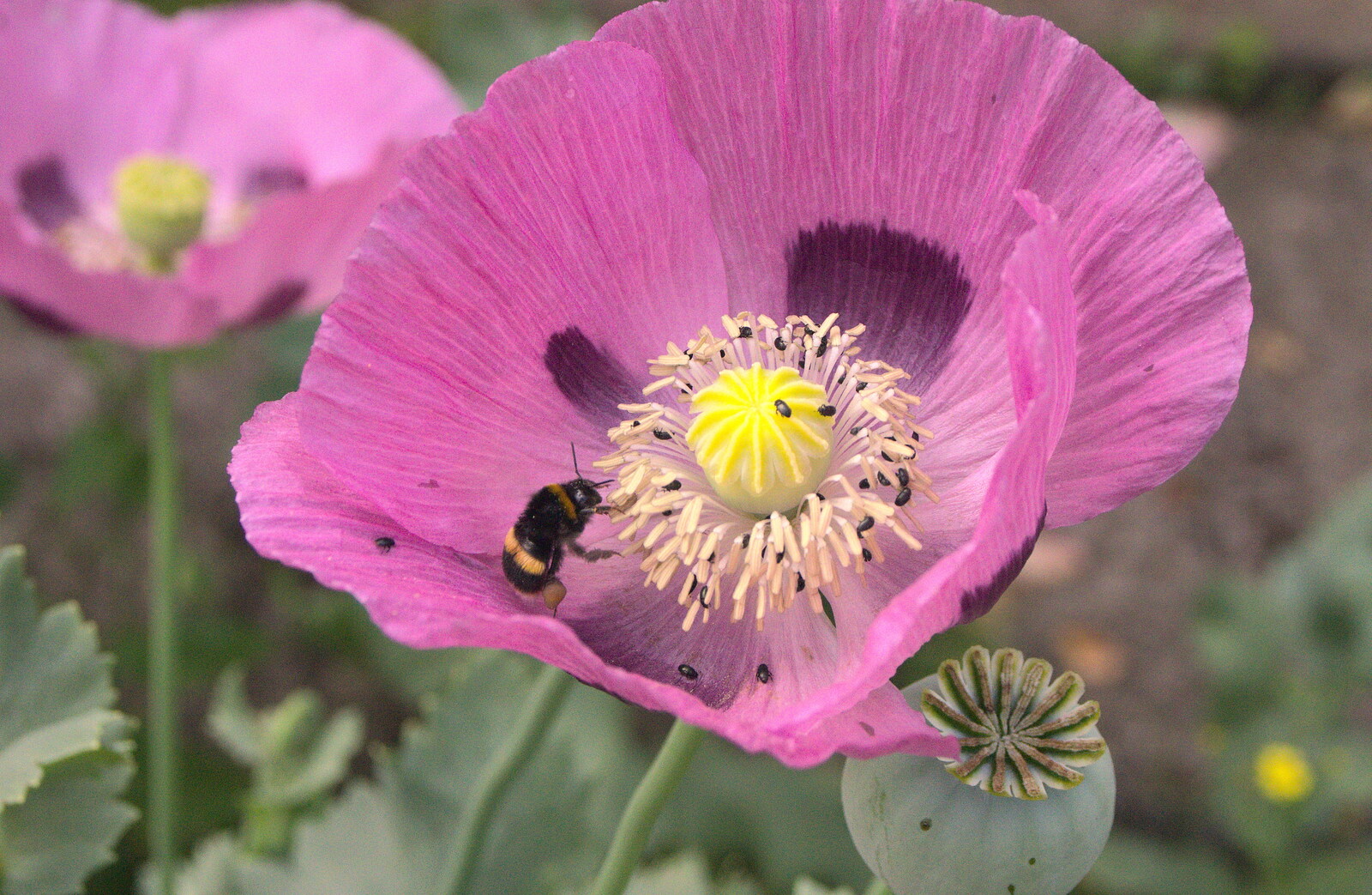 A bee visits a poppy from The BSCC at Pulham Crown, and Grandad with a Grinder, Brome, Suffolk - 11th July 2013