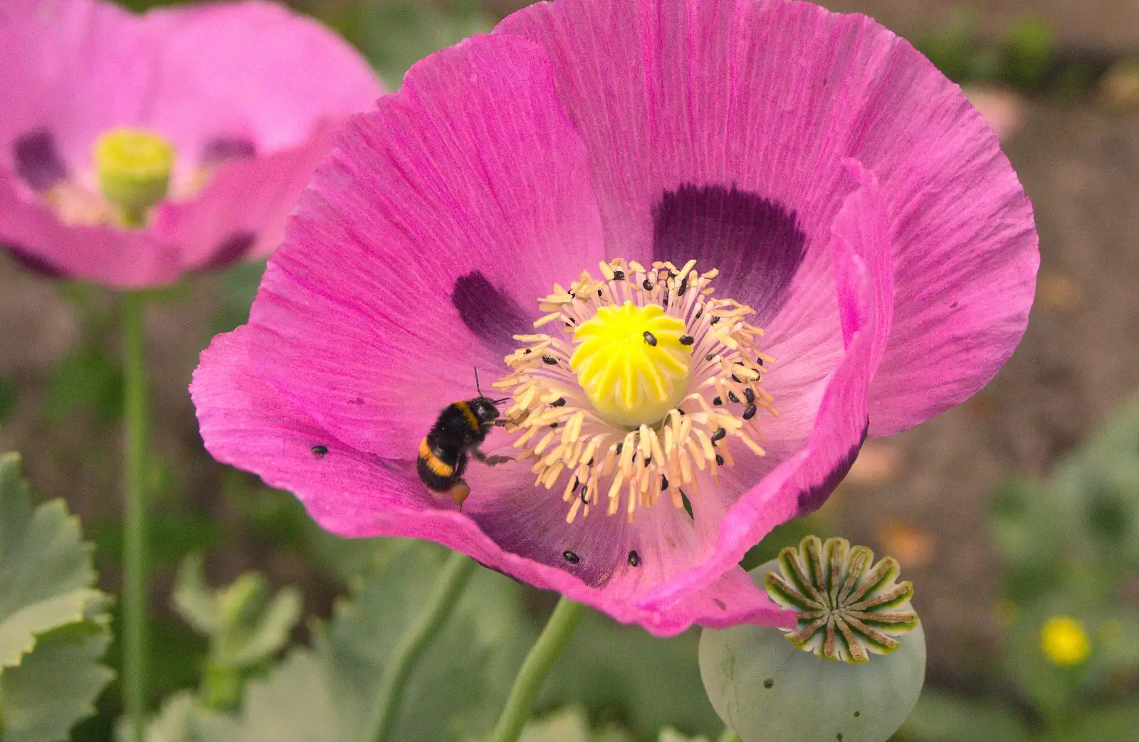 A bee visits a poppy, from The BSCC at Pulham Crown, and Grandad with a Grinder, Brome, Suffolk - 11th July 2013