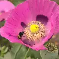 A bee visits a poppy, The BSCC at Pulham Crown, and Grandad with a Grinder, Brome, Suffolk - 11th July 2013