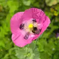 More bumble bee action, The BSCC at Pulham Crown, and Grandad with a Grinder, Brome, Suffolk - 11th July 2013