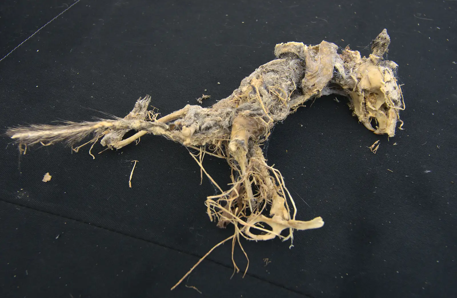 Nosher finds a squirrel skeleton, from The BSCC at Pulham Crown, and Grandad with a Grinder, Brome, Suffolk - 11th July 2013