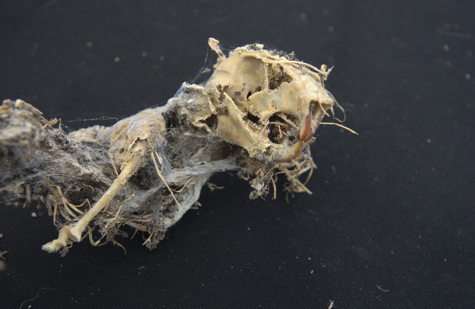 A squirrel skull from The BSCC at Pulham Crown, and Grandad with a Grinder, Brome, Suffolk - 11th July 2013